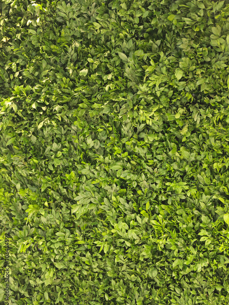 Obraz premium Live Wall