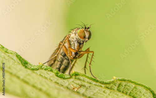 Macro photo of a colourful Dolichopodidae fly, insect, close up