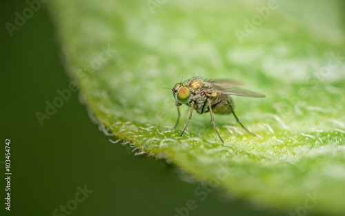 Macro photo of a Dolichopodidae fly, insect