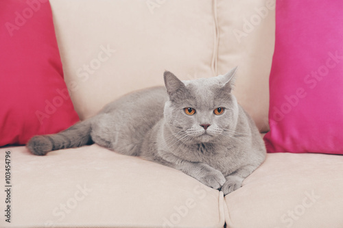 Beautiful grey cat on sofa with pink pillows, close up