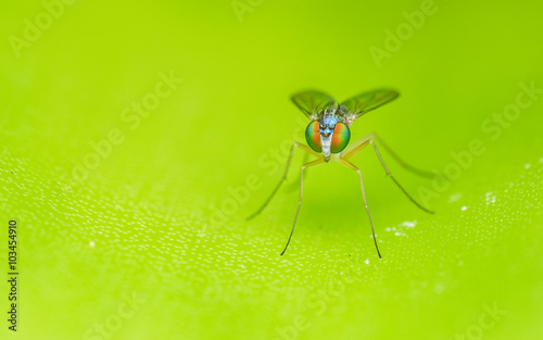 Macro photo of a colourful Dolichopodidae fly, insect, close up