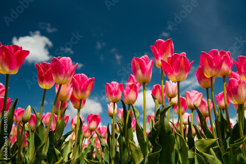 Fototapeta Naklejka Na Ścianę i Meble -  Tulip field