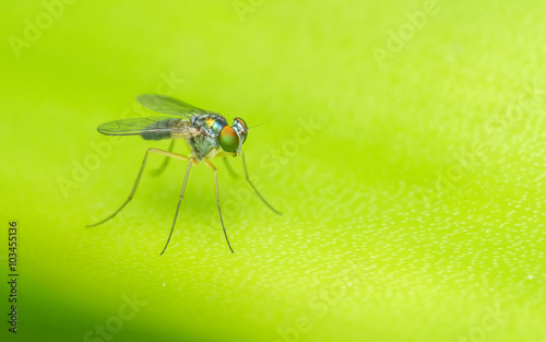 Macro photo of a colourful Dolichopodidae fly, insect, close up
