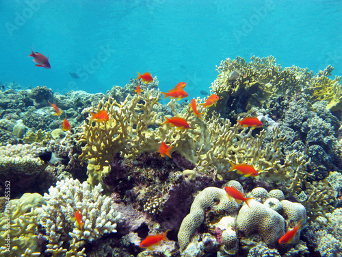 coral reef with fire corals and fishes anthias in tropical sea,underwater