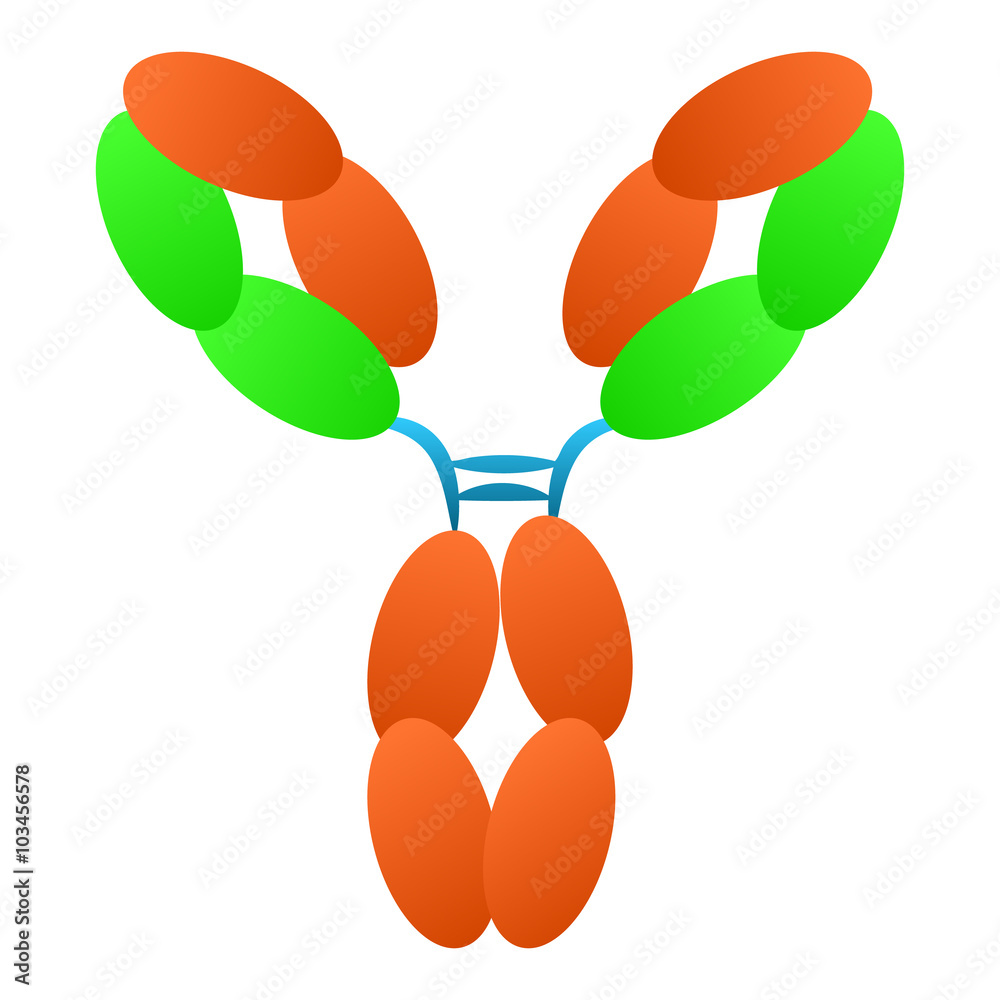 Antibody immunoglobulin molecule structure Stock Vector | Adobe Stock