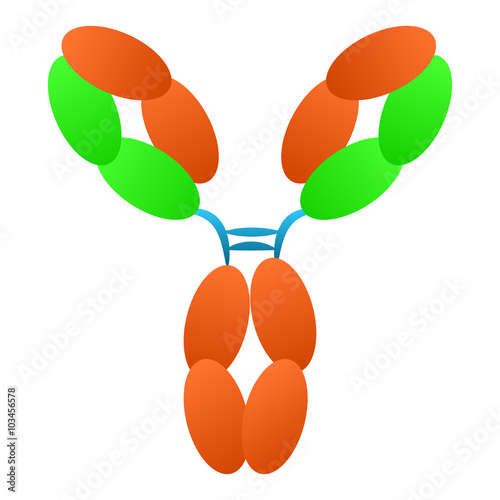 Antibody immunoglobulin molecule structure