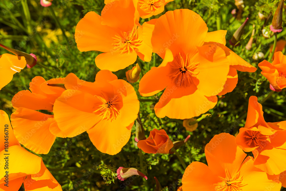 custom made wallpaper toronto digitalOrange poppies in a summer meadow on sunny day
