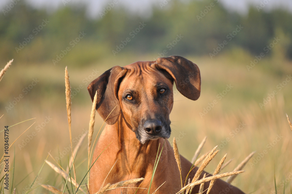 Old dog portrait Old dog portrait