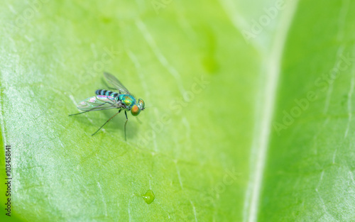 Macro photo of a Dolichopodidae fly, insect, close up
