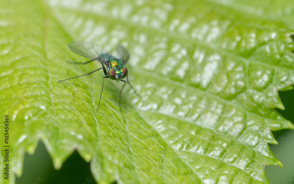 Macro photo of a Dolichopodidae fly, insect, close up
Macro photo of a Dolichopodidae fly, insect, close up