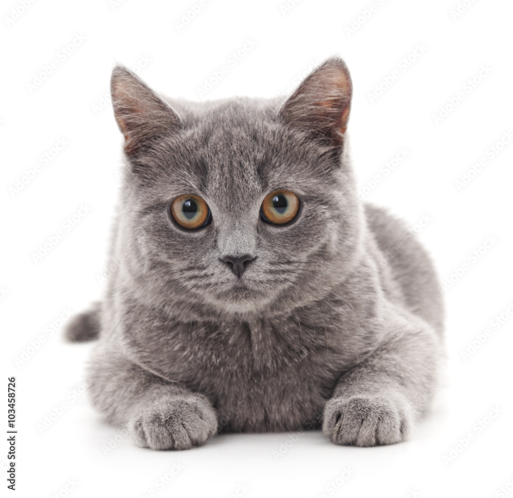 Fototapeta premium Gray kitten.