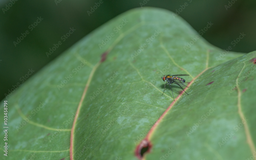 Macro photo of a Dolichopodidae fly, insect, close up
Macro photo of a Dolichopodidae fly, insect, close up
