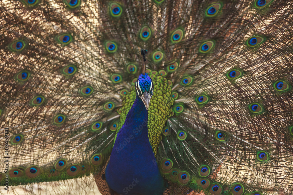 Fototapeta premium Beautiful peacock