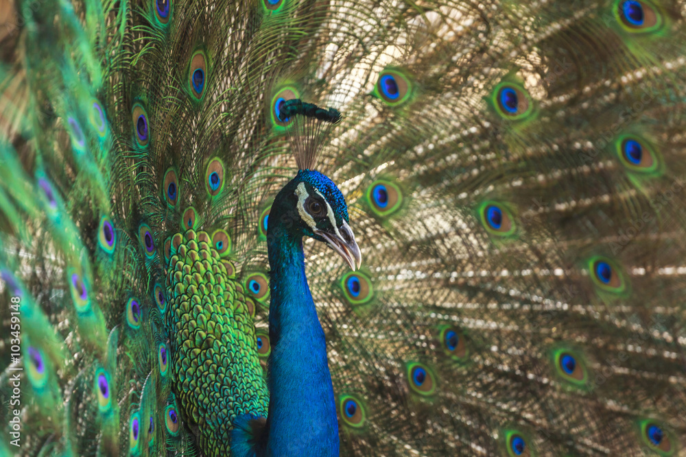 Obraz premium Beautiful peacock
