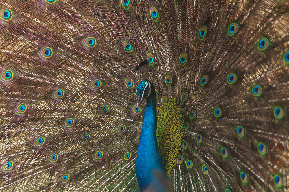 Naklejka premium Beautiful peacock