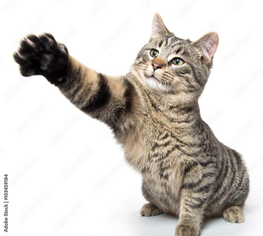 Obraz premium Cute kitten swinging its paw