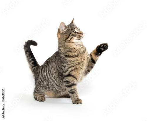 Cute tabby cat playing