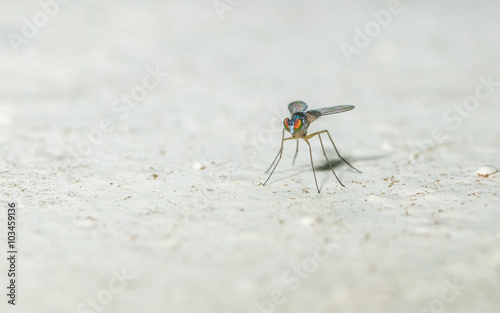 Macro photo of a Dolichopodidae fly, insect, close up
