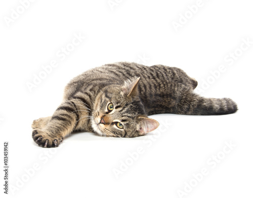 Tabby cat laying down © Tony Campbell