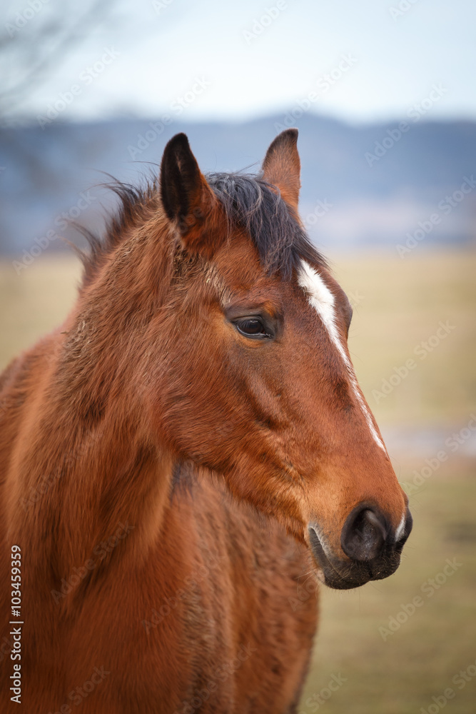 Portrait of brown horse Portrait of brown horse