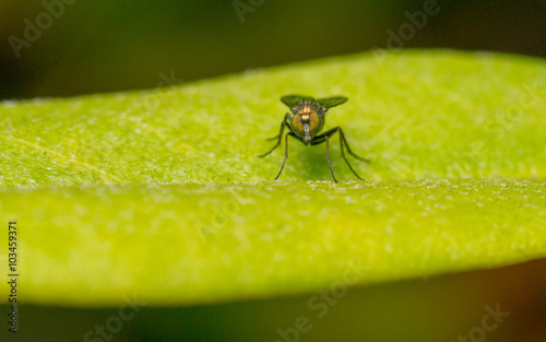 Macro photo of a Dolichopodidae fly, insect, close up
