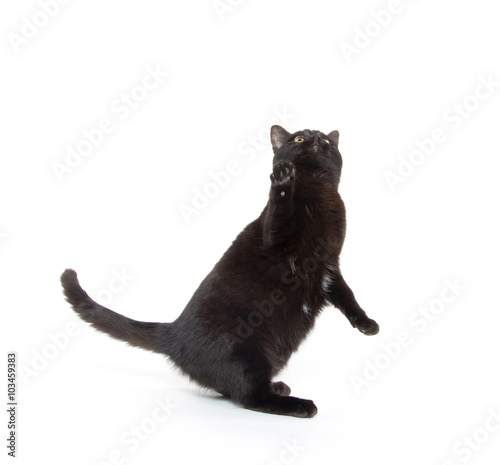 Black kitten jumping and playing