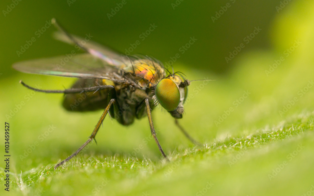 Macro photo of a Dolichopodidae fly, insect, close up
Macro photo of a Dolichopodidae fly, insect, close up