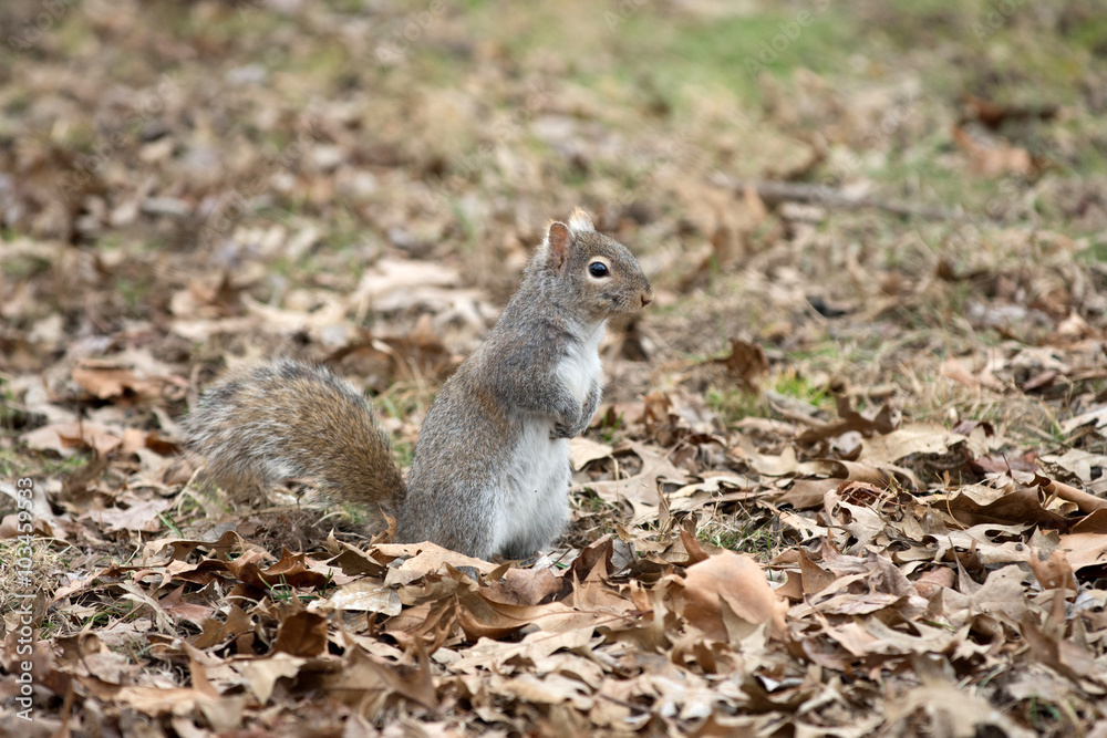 Gray squirrel in leaves