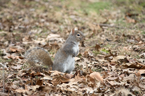 Gray squirrel in leaves