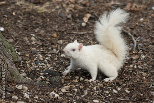 White squirrel in Olney City Park