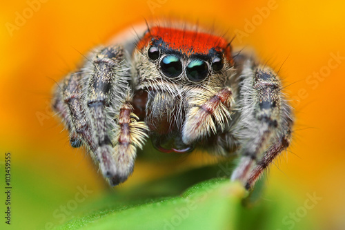 Macro close up of Phiddipus whitmani jumping spider © tomatito26
