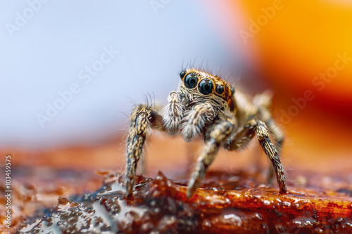 Great close up shot of the Zebra jumping spider (Salticus scenicus) with lovely background