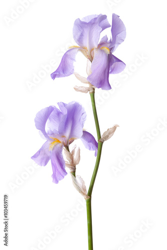Fototapeta Naklejka Na Ścianę i Meble -  Light lilac flower isolated on a white background. Iris croatica