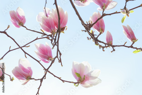 Beautiful light pink magnolia flowers on blue sky background.  bottom view