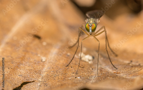 Macro photo of a Dolichopodidae fly, insect, close up
