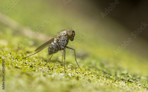 Macro photo of a Dolichopodidae fly, insect, close up
