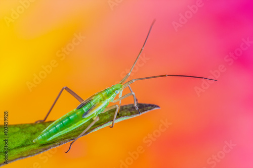 Green insect with amazing colorful background