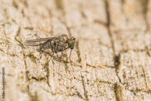 Macro photo of a Dolichopodidae fly, insect, close up
