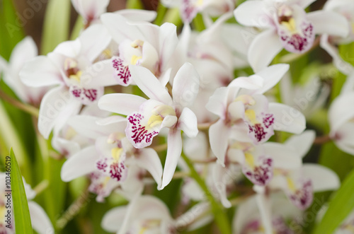 Fototapeta Naklejka Na Ścianę i Meble -  White orchidaceae with purple freckles