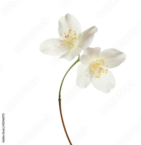 Jasmin flowers isolated on white background