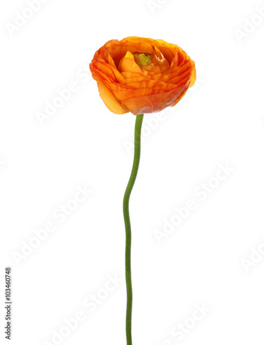 Orange  flower isolated on white. Ranunculus