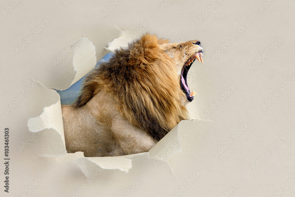 Obraz premium Lion looking through a hole torn the paper