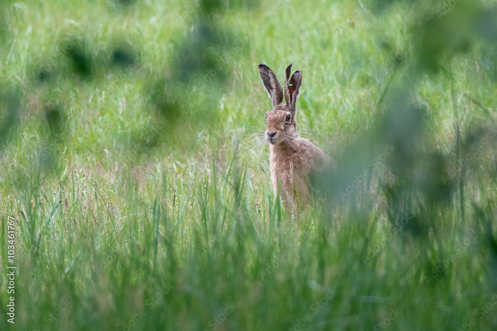 Feldhase (Lepus europaeus) auf einer Wiese Feldhase (Lepus europaeus) auf einer Wiese
