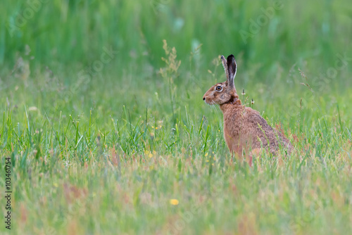 Feldhase  Lepus europaeus  auf einer Wiese