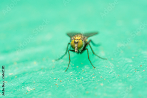 Macro photo of a Dolichopodidae fly, insect, close up
