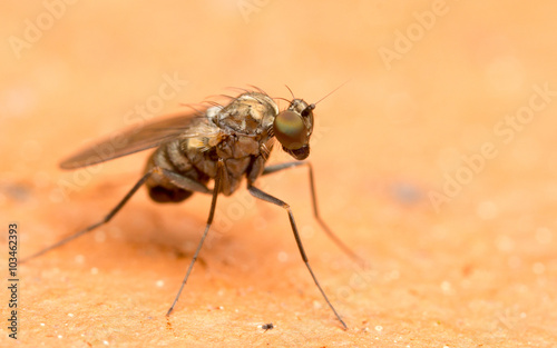 Macro photo of a Dolichopodidae fly, insect, close up
