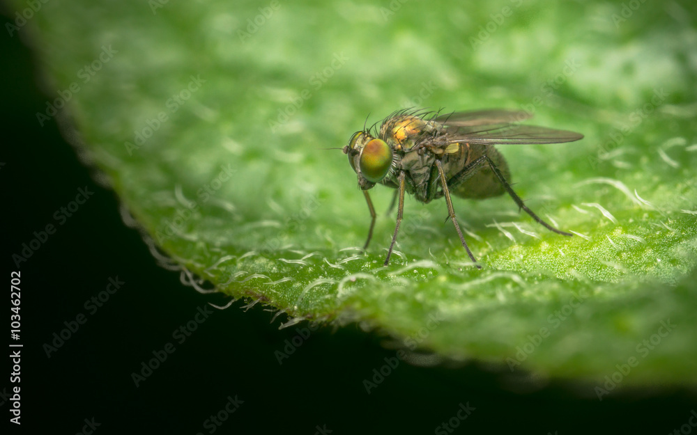 Macro photo of a Dolichopodidae fly, insect, close up
Macro photo of a Dolichopodidae fly, insect, close up
