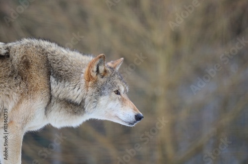 Eurasian Wolf  Canis Lupis Lupis 