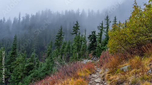 Autumn forest in the mountains shrouded in mist, HEATHER-MAPLE PASS LOOP TRAIL, Washington state