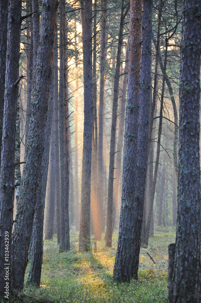 Fototapeta premium Dawn in forest